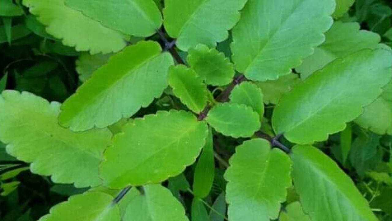 IMG 20240924 WA0009