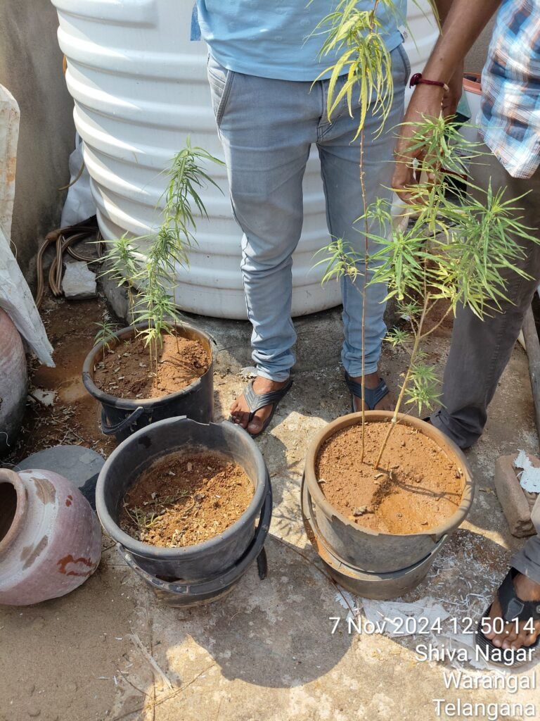 మేడపైన గంజాయి మొక్కలు పెంపకం చేస్తున్న వ్యక్తి అరెస్ట్ 1 IMG 20241108 WA0149