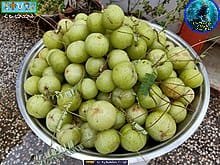 ఉ సి రి ని