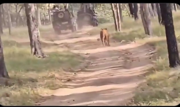 సఫారీ